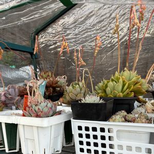 エケベリア属,花芽祭りの画像