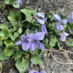 タチツボスミレ,山野草,放置栽培,神奈川県,山野草大好き協会の画像