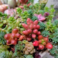 サイネリア,セダム,多肉,エケベリアの画像