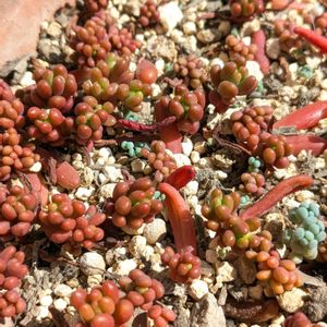 虹の玉,多肉植物,セダム属,我が家の庭,多肉植物の紅葉の画像
