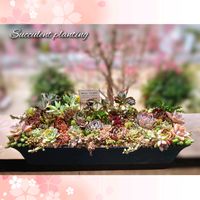 多肉植物,育てやすい多肉植物,多肉植物寄せ植え,普及種,多肉棚の画像
