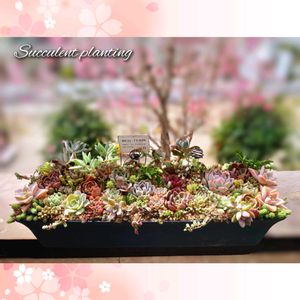 多肉植物,育てやすい多肉植物,多肉植物寄せ植え,普及種,多肉棚の画像