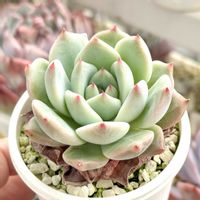 エケベリア  ピンクピーチ,成長記録 ピンクピーチ,神奈川タニラー,多肉男子,バルコニー/ベランダの画像