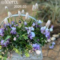 ピンクムスカリ,プレゼント,ギャザリングの画像