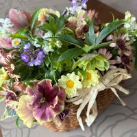 クリスマスローズ,クリスマスローズ,ネメシア,ネメシア,ハーデンベルギアの画像