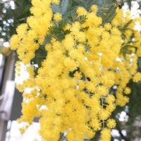 ミモザ,オトンナ レトロルサ,花のある暮らし,多肉のある暮らし,植物のある暮らしの画像