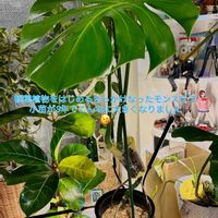 アンスリウム,モンステラ,モンステラ デリシオーサ,森林浴,熱帯植物の画像