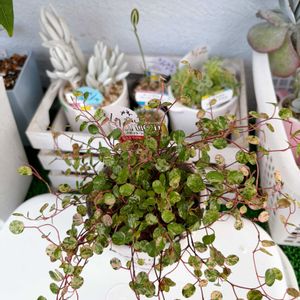 銀月,シルバーグラス,斑入りワイヤープランツ,ワイヤープランツスポットライト,アルプカ フミリスの画像