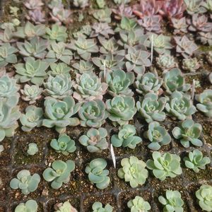 多肉植物,エケベリア属,実生,交配種,多肉大好きの画像