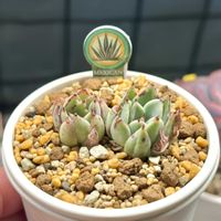 エケベリア テテラエンシス,成長記録 テテラエンシス,神奈川タニラー,多肉男子,多肉植物園ナイト営業中✩.*˚の画像