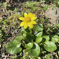 キクザキリュウキンカ,放置栽培,神奈川県,庭の画像