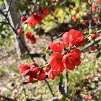 ボケ,レンギョウ,つばき,いつもの道で,上水公園の画像