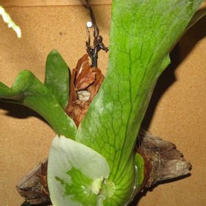 コウモリラン,コウモリラン・ホルタミー,観葉植物,シダ植物,インテリアグリーンの画像