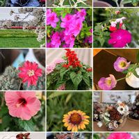 サクラ,サボテン,ハイビスカス,ハーブ,思い出の画像