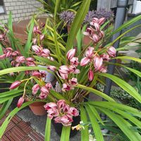 シンビジウム,シンビジウム,可愛い,ありがとう,幸せな時間の画像