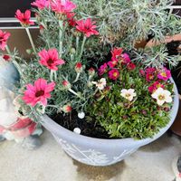 クモマグサ,ローダンセマム リルピンク,ローダンセマム・マーズの画像