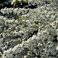 キンセンカ,ハナカンザシ,ユキヤナギ,花かんざし,雪柳の画像