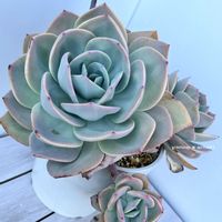 白鳳,白鳳(ベンケイソウ科/エケベリア属),多肉植物,エケベリア属,多肉大好きの画像