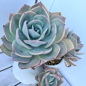 白鳳,白鳳(ベンケイソウ科/エケベリア属),多肉植物,エケベリア属,多肉大好きの画像