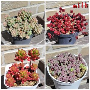 セダム,オーロラ,覆輪丸葉万年草,ダシフィルム リファレンス,斑入り丸葉万年草の画像