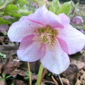 クリスマスローズ,ガーデニング,ナチュラルガーデン,可愛い,春の訪れの画像