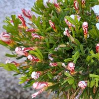 オキザリス,ツバキ,ボケ,オキザリス パーシーカラー,赤い花の画像