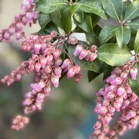 アセビ,菜の花,菜の花畑,ヌーヴェル·ヴァーグ アクアレール,鉢植えの画像