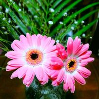 ガーベラ,カスミソウの画像