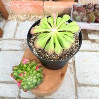 多肉植物,アエオニウム,アエオニウム知否の画像