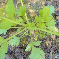 エキナセア,チューリップ,ニゲラ,ビオラ,ビオラの画像