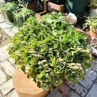 アエオニウム レモネード,多肉植物,ガーデニング,アエオニウムの画像