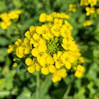 菜の花,大根,ビオラ,白菜,菜花の画像