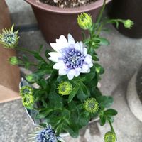 鉢植え,花のある暮らし,楽しみです,私の癒やし,植物のあるくらしの画像