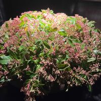 スキミアの画像