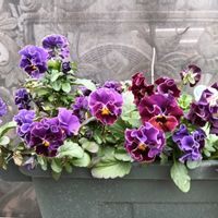 鉢植え,花のある暮らし,私の癒やし,部屋の前の画像