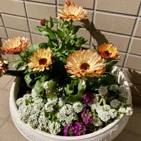 アリッサム,キンセンカ,ガーデニング,小さな庭の画像