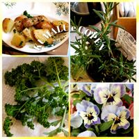 パンジー,パセリ,ローズ・マリー　ブルーラグーン,キッチンハーブ,みんな元気で！の画像