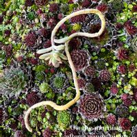 センペル,秋麗,多肉植物,多肉大好き,センペルビウム属の画像