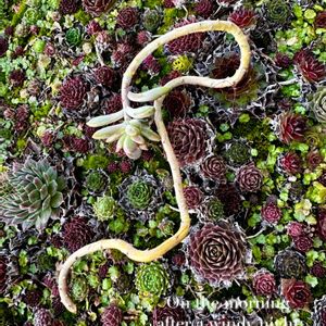 センペル,秋麗,多肉植物,多肉大好き,センペルビウム属の画像