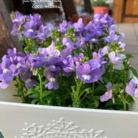 ネメシア,ヒヤシンス,ネメシア　フェアリーシュシュ,キュンキュン乙女倶楽部,HTCの画像