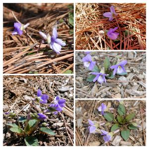 スミレ,筑波実験植物園,平和を願う,青い花マニア,美しく青きドヨウの画像