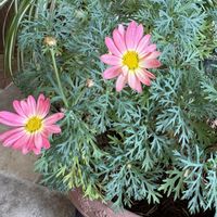 クリスマスローズ,クリスマスローズ,チューリップ,チューリップ,チューリップの画像