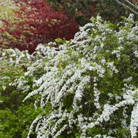 モミジ,ユキヤナギ,ユキヤナギ,白い花,実家の庭の画像