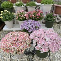 ネメシア,ネメシア,ネメシアメーテル・エレーヌ,ネメシアメーテル,ネメシアメーテル・グッピーの画像