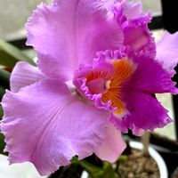 カトレア,職場,花のある暮らし,緑のある暮らし,小さな幸せ♡の画像