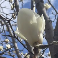 モクレンの画像