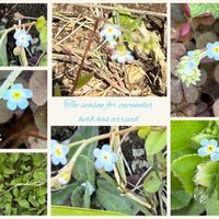 キュウリグサ,タンポポ,のんびり過ごそう,ユーミンつながりの皆さんに感謝,2019同期の画像