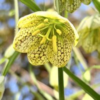 バイモ,アミガサユリ,貝母,貝母百合,バイモ（アミガサユリ）の画像