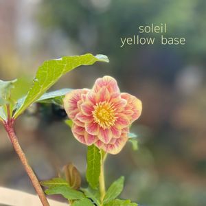 クリスマスローズ,広瀬園芸　クリスマスローズ,ナチュラルガーデン,ジャンクガーデン,シェードガーデンの画像