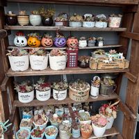 寄せ植え,多肉植物,ガーデニング,植物のある暮らし,その他エクステリアの画像